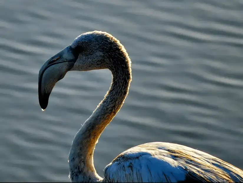 A graceful flamingo at Dohat Arad Park and Reserve, captured in soft evening light.
