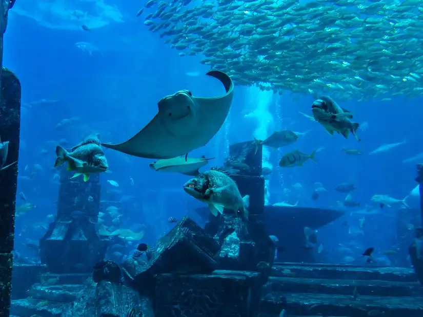 dubai aquarium.jpg