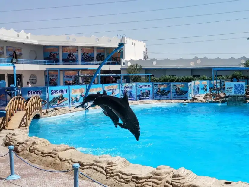 عالم الدلافين.webp