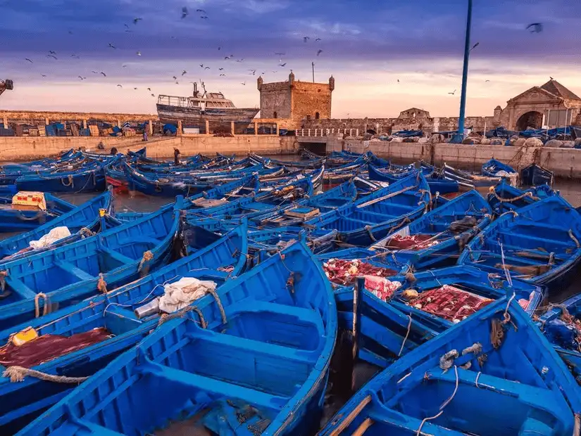 Cluster of blue fishing boats docked at Essaouira harbor.