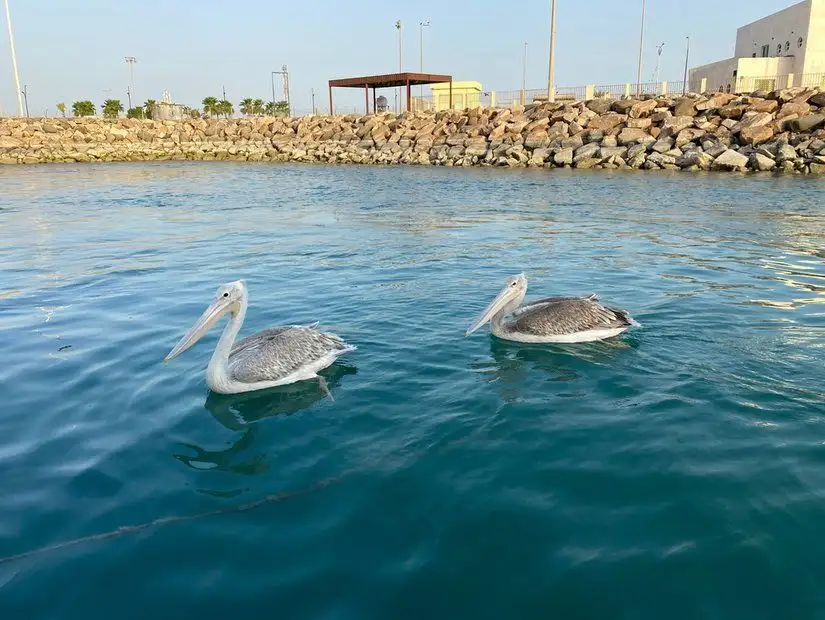 جزر فرسان