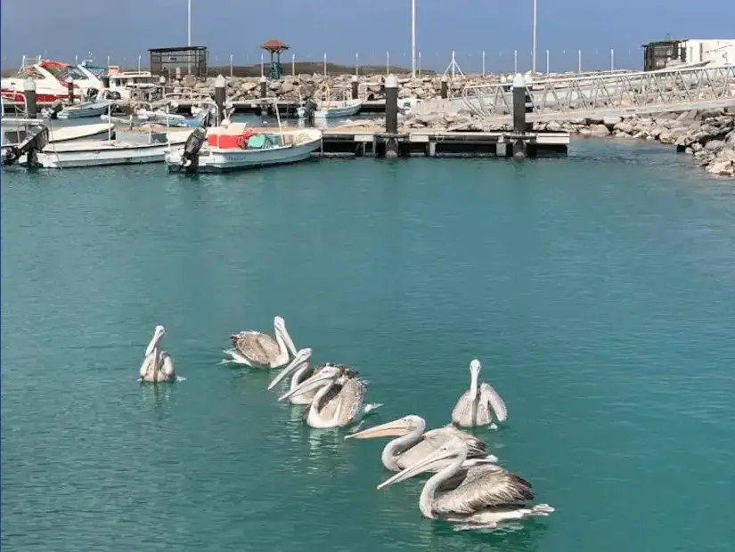 farasan-island