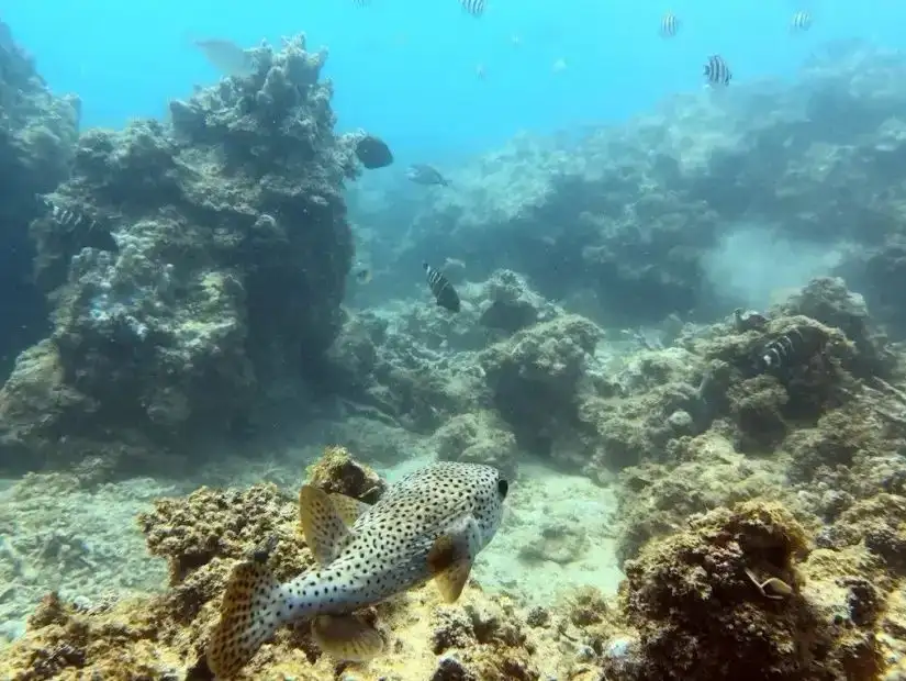 farasan-sa