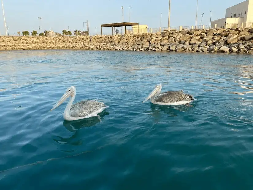 Pelicans glide over the calm waters near the shoreline, a peaceful nature scene.