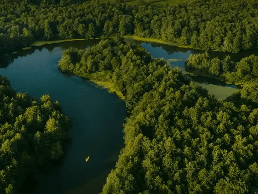 A serene aerial view of lush green forests and winding waterways.