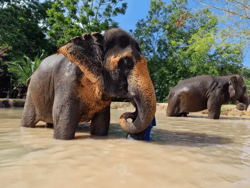 Elephants enjoy a refreshing bath at the Green Elephant Sanctuary Park.