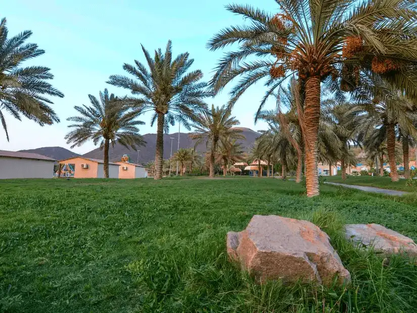 A lush green park with palm trees and mountains in the background during a serene afternoon.