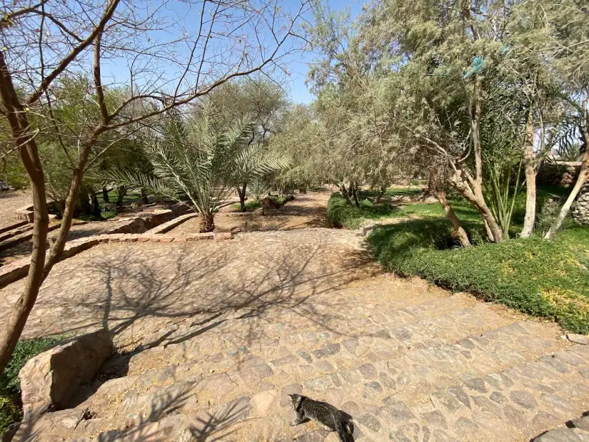 حديقة جبل أحد.webp