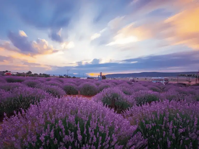 A picturesque lavender field under a colorful sky in Isparta.