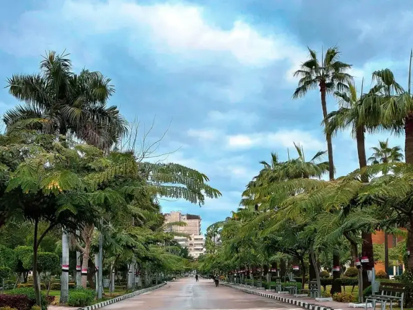 جامعة المنصورة.webp