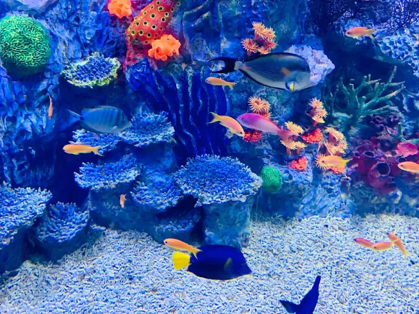 جراند أكواريوم.webp