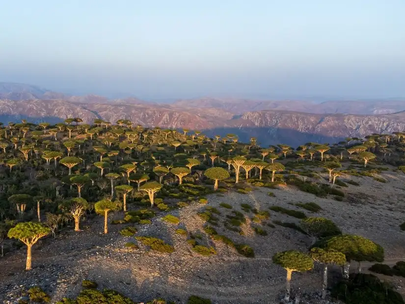 جزيرة سقطرى.jpg
