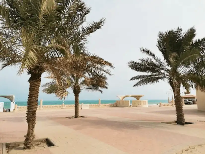 Palm trees lining the promenade along the Khafji Corniche, with a view of the sea.
