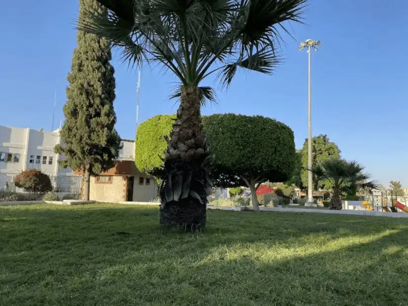 A well-maintained park with neatly trimmed trees and green grass.