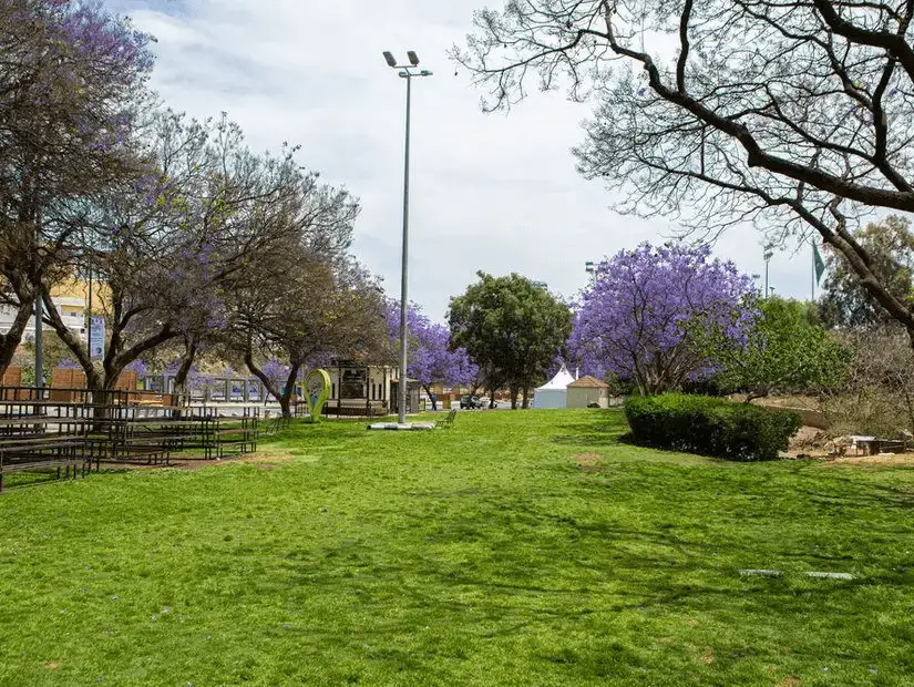 A lush green park with jacaranda trees in bloom.