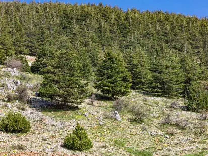 lebanon