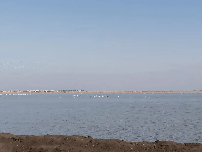 محمية الفلامنجو الطبيعيه ببورفؤاد.png