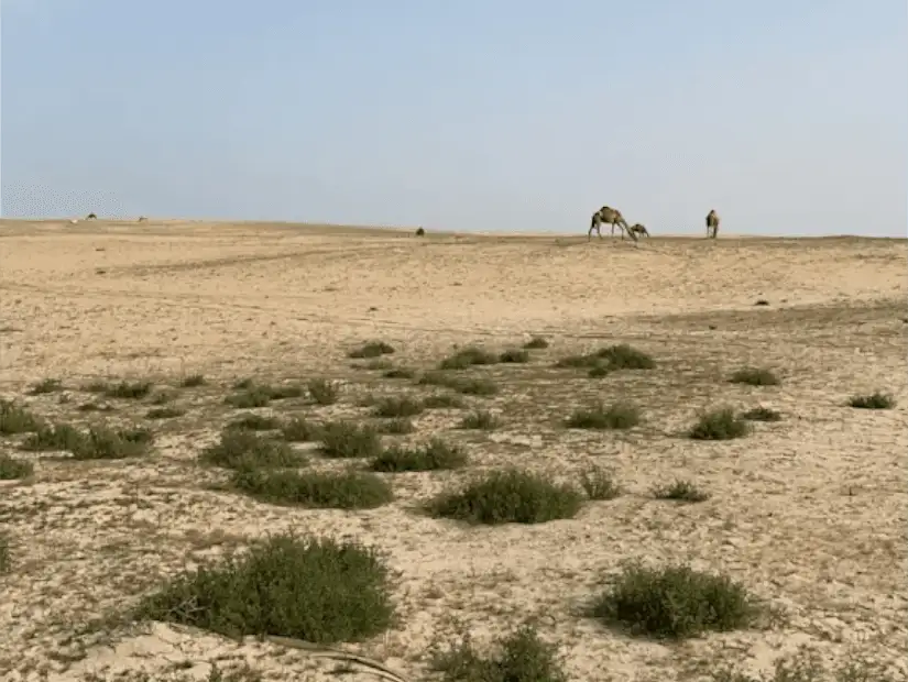 محمية الجبيل.png