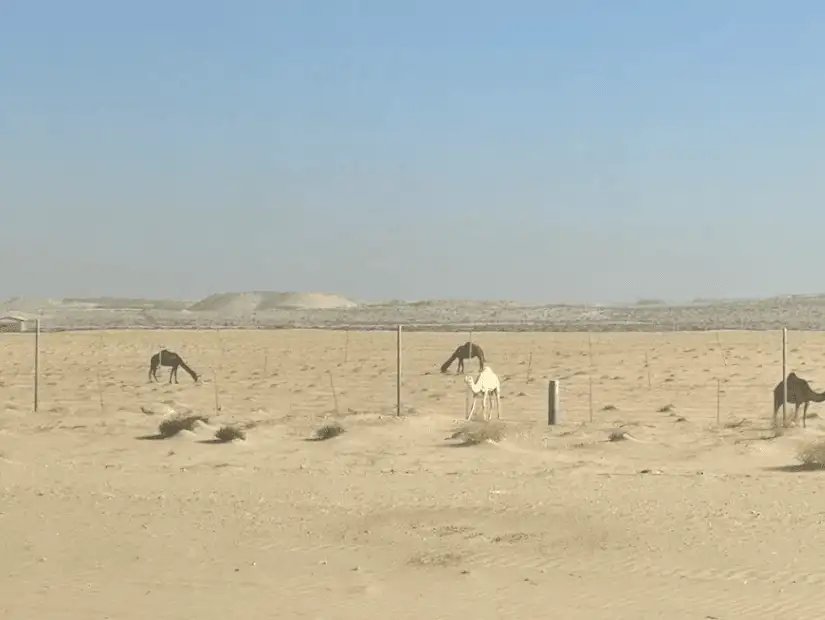 محمية الجبيل.png