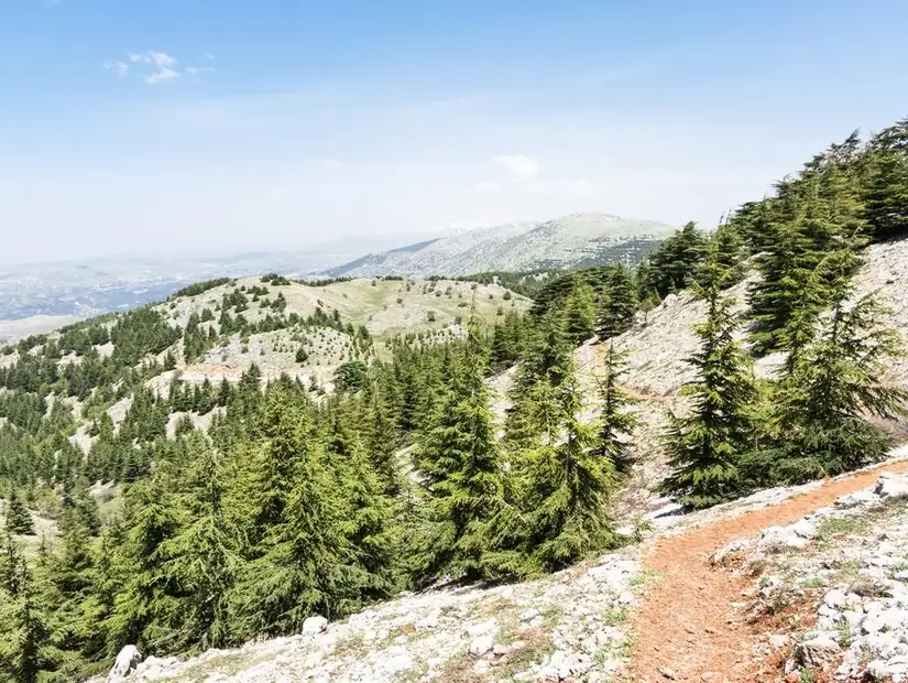 محمية أرز الشوف.jpg