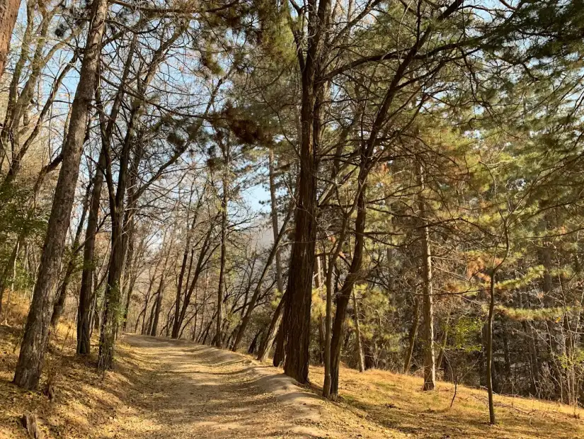 منطقة سوكوك الشهيرة.webp