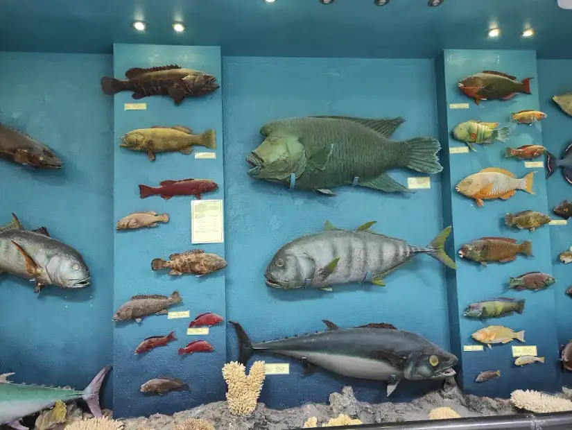 متحف وأكواريوم الغردقة البحري.webp