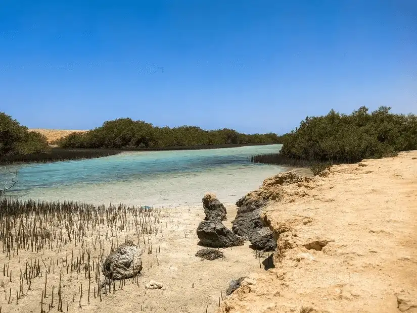 A serene natural reserve showing the diversity of ecosystems with mangroves and clear waters, ideal for eco-tourists.