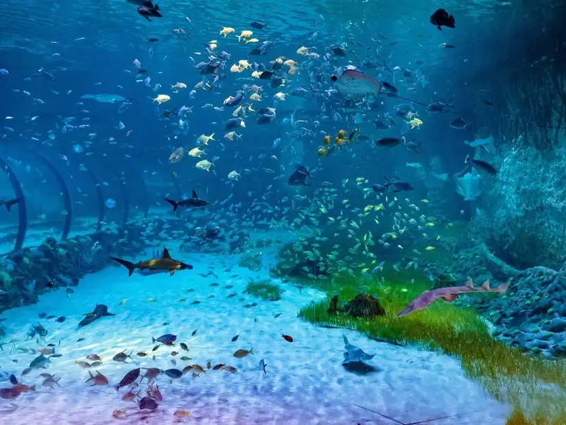 national aquarium abu dhabi.jpg