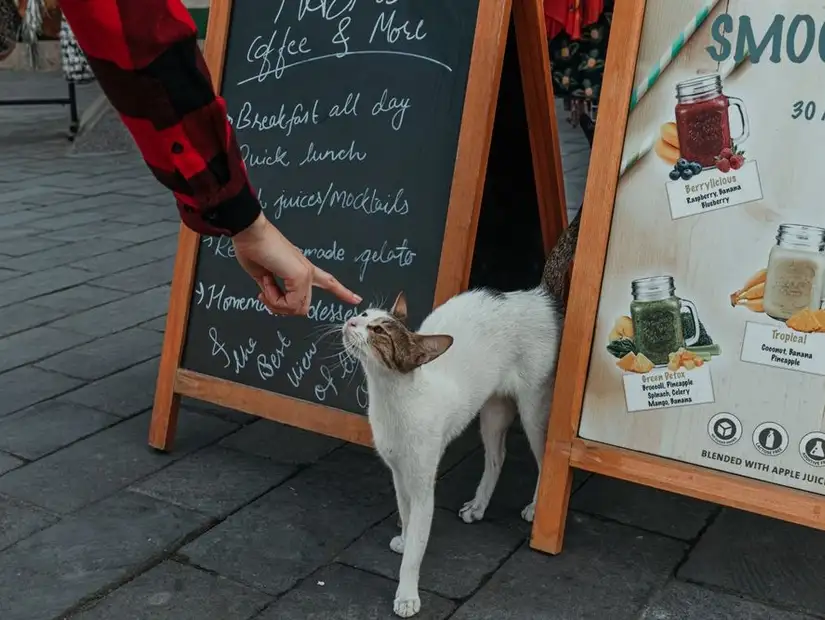 pet-friendly-dubai1.jpg