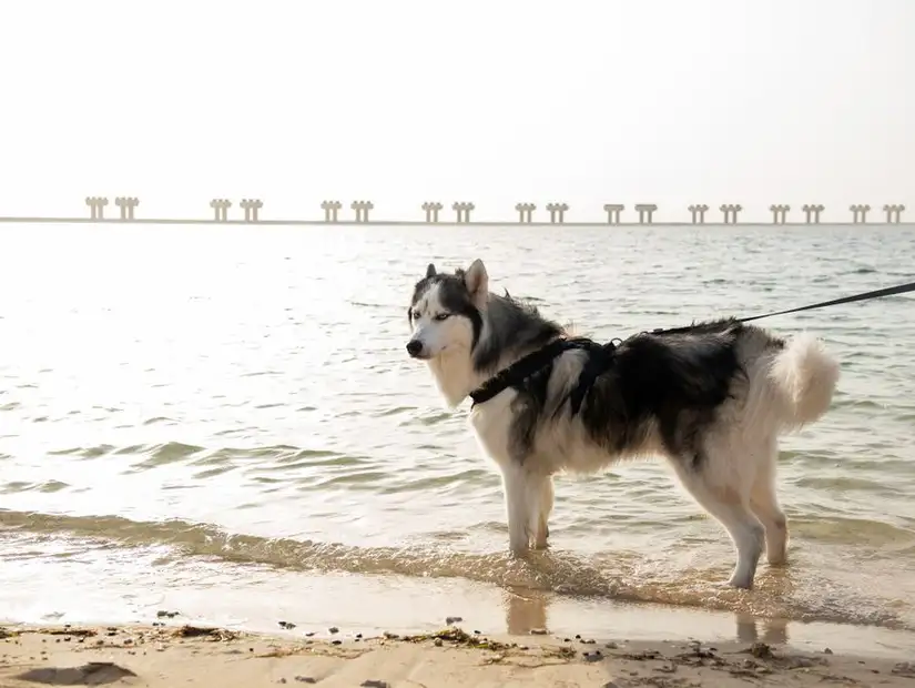 pet-friendly-dubai2.jpg