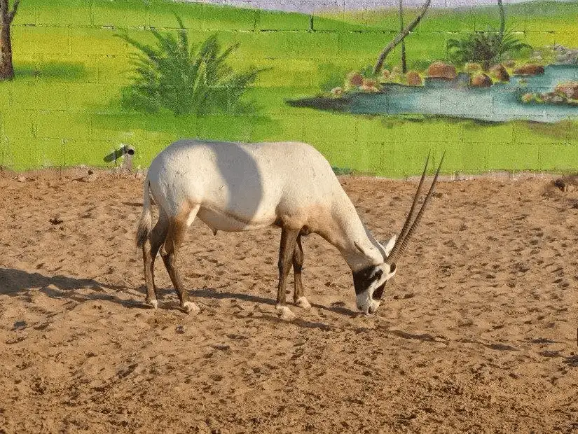 A solitary Arabian oryx grazes on sandy ground before a painted oasis backdrop at the zoo.