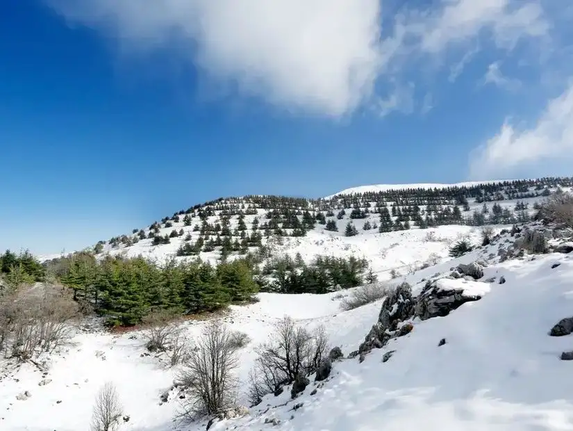 rice-lebanon