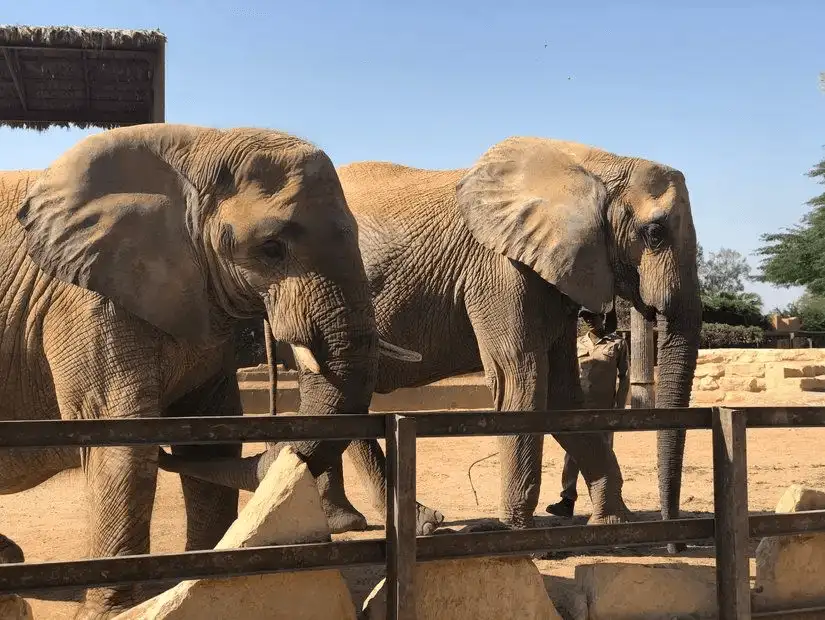 Elephants enjoying the sun at Riyadh Zoo.