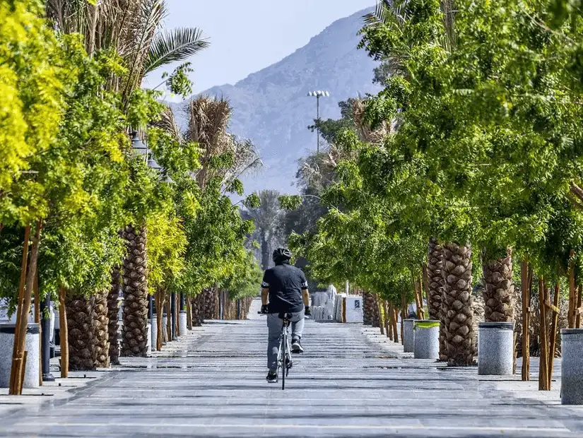 Man cycling along a tree-lined pathway in a park.