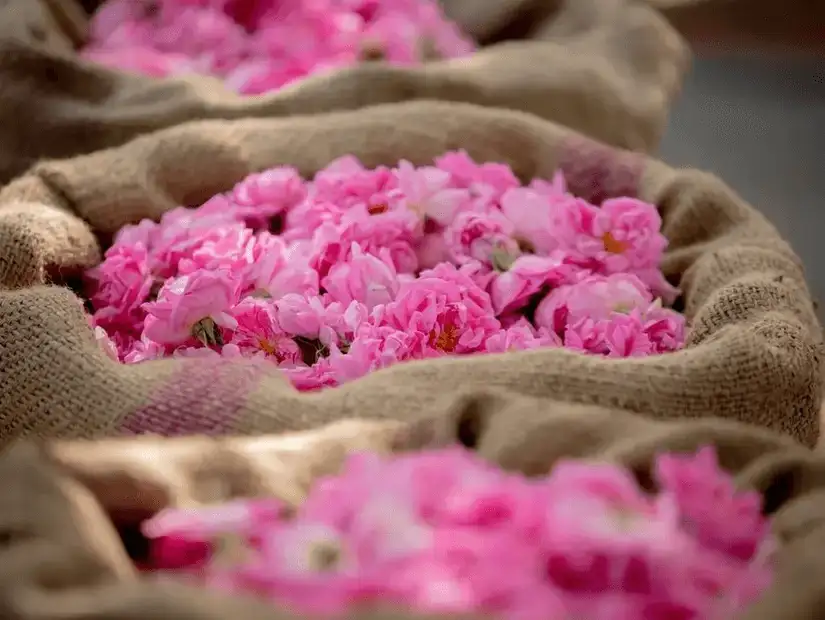 Bags filled with freshly picked pink roses.