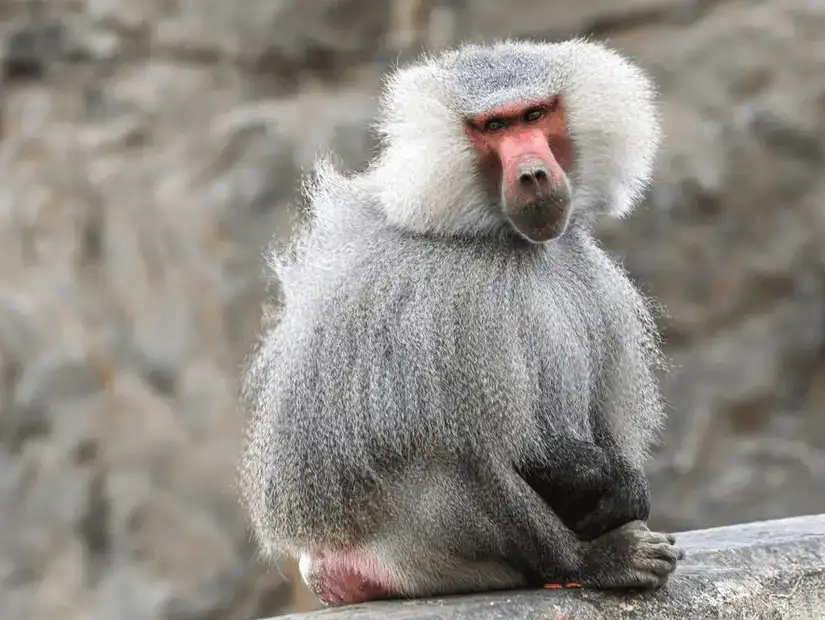 A baboon sitting on a rock with a thoughtful expression.