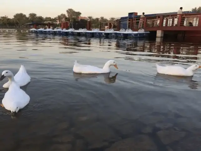 White ducks gracefully swimming in a calm lake near paddle boats.