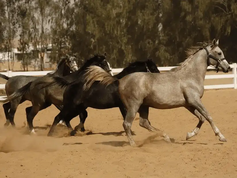 A group of Arabian horses racing on a sandy track in Saudi Arabia.