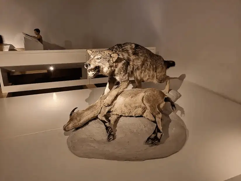 A lifelike taxidermy display showcasing predator-prey interaction.