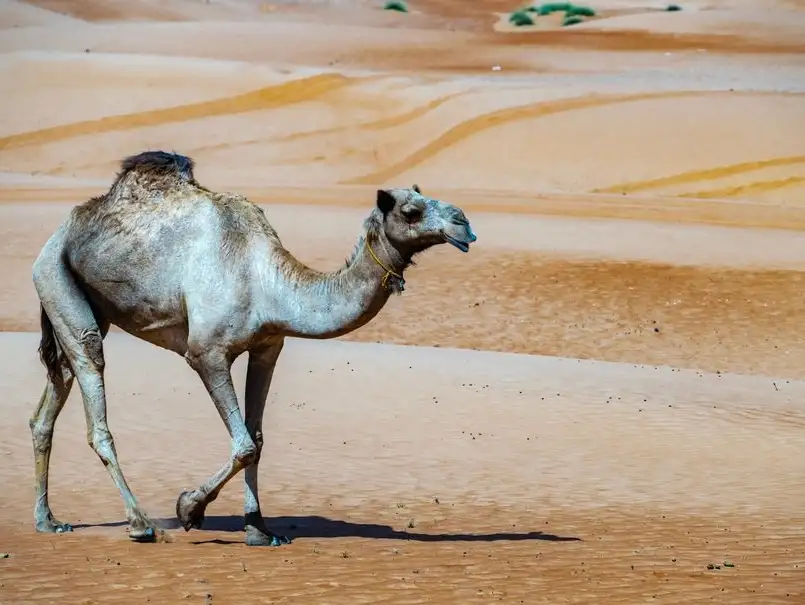 sharqiyah-sands.jpg