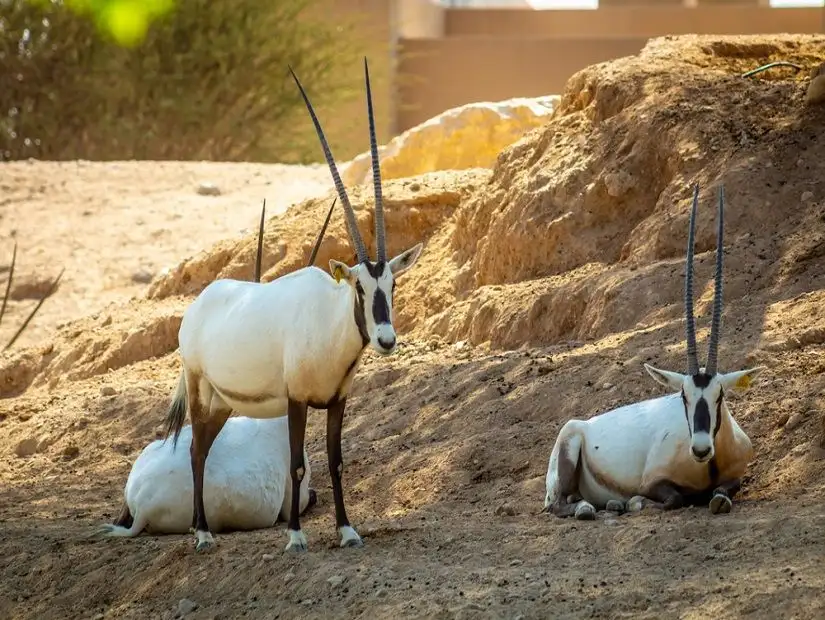 Oryx at Ras Al Khaimah Zoo