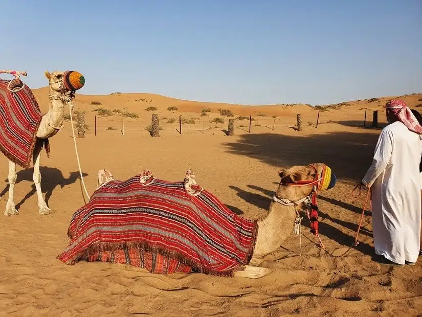 Camels at Bassata Desert Village