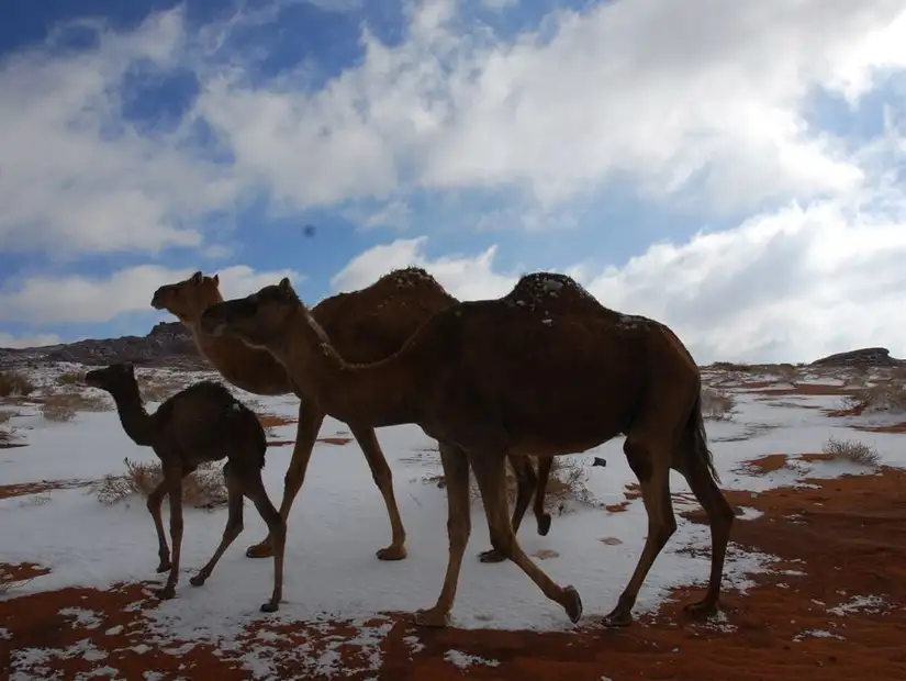 tabuk-winter2.jpg