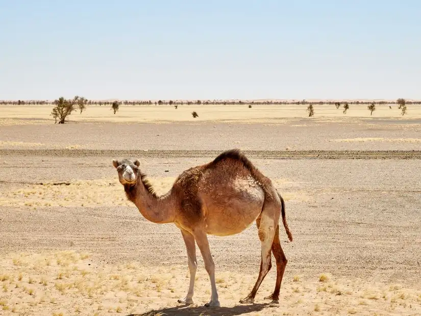 A camel stands resiliently in the sparse desert landscape.