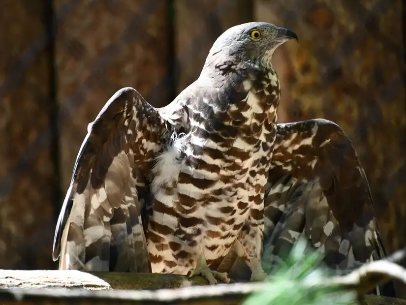  A majestic bird with wings outstretched, ready for flight.