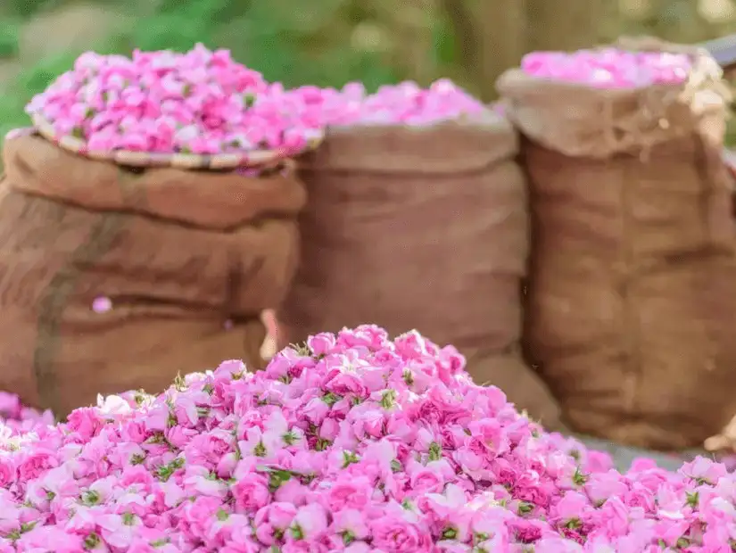 Freshly harvested roses collected in sacks, ready for processing.