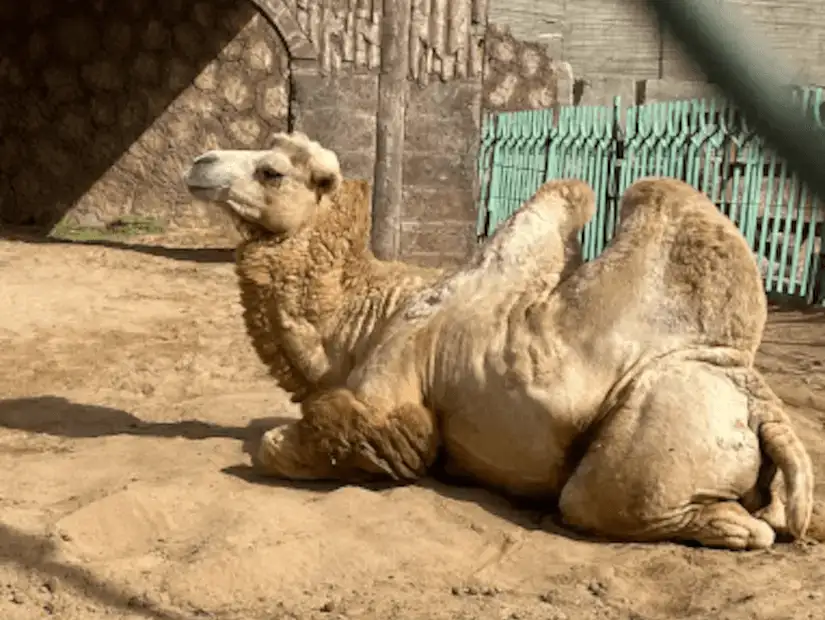 A calm camel resting in its enclosure, enjoying the sunny weather.