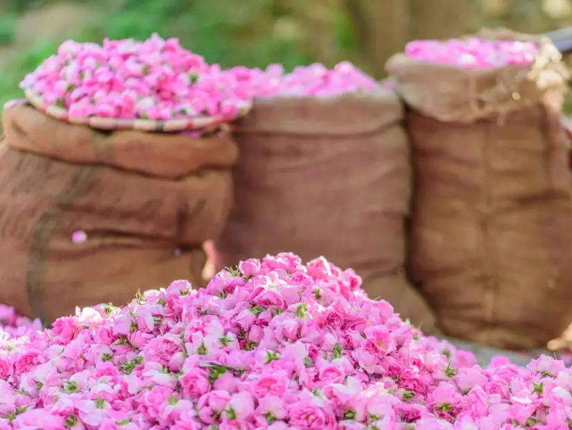 مهرجان زهرة الطائف