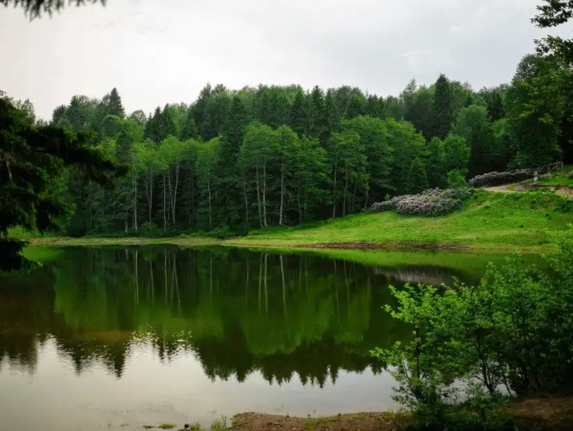 A tranquil lake reflecting the dense forest and sky.