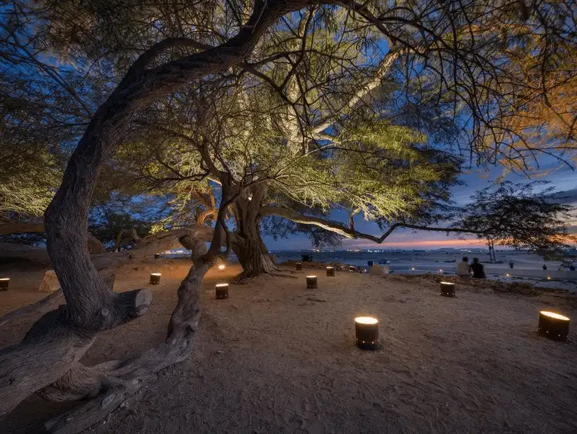 The famous Tree of Life illuminated at dusk, standing resiliently in Bahrain’s desert landscape.